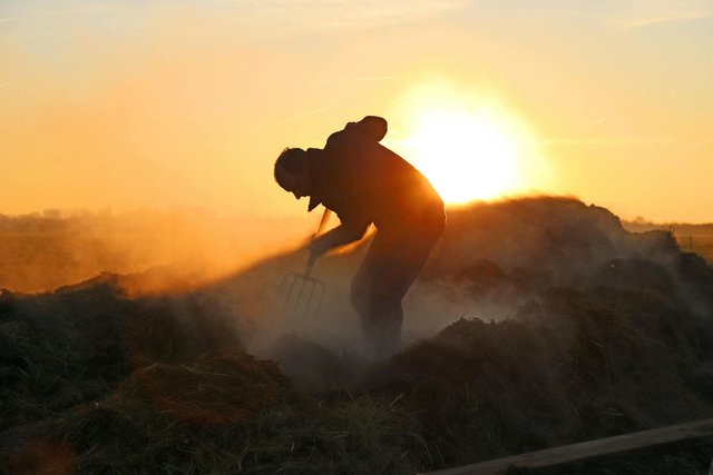 free-photo-of-man-shoveling-hay-at-sunrise.jpeg