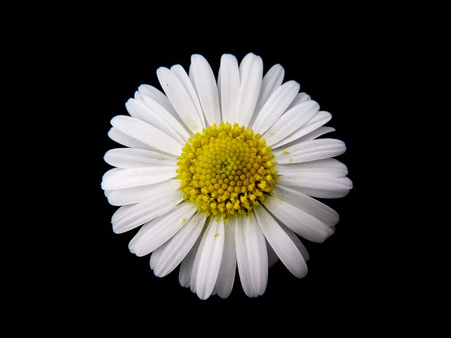 Daisy_Gänseblümchen_Bellis_perennis_01.jpg