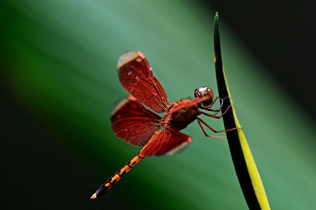 red-dragonfly-7021985_1280.jpg