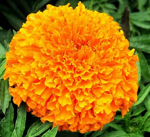 bunga-african-marigold.jpg