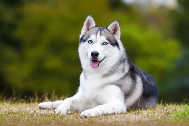 siberian-huskies-min.webp