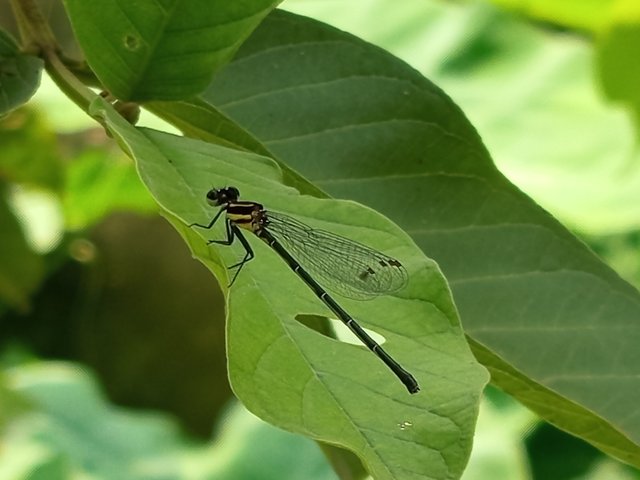 ফড়িং (1).jpg