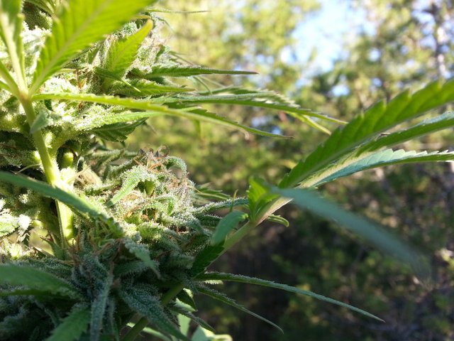 citrus_skunk_budstart2_top_beautifulday1800.jpg