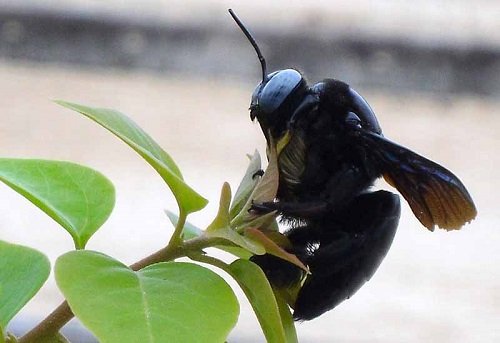 carpenter_bee_thailand_peter_2.jpg