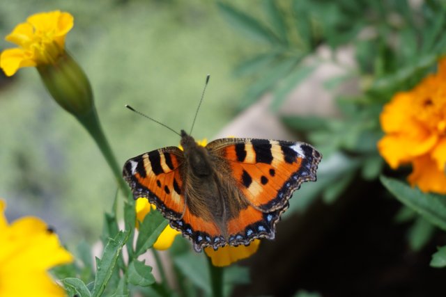 Marigold Gardening Flower in Nature with a small Tortoiseshell Butterfly.JPG