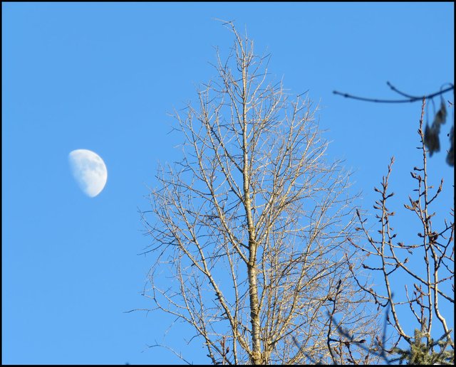 half moon by tamarack highlighted by sun and poplar buds.JPG