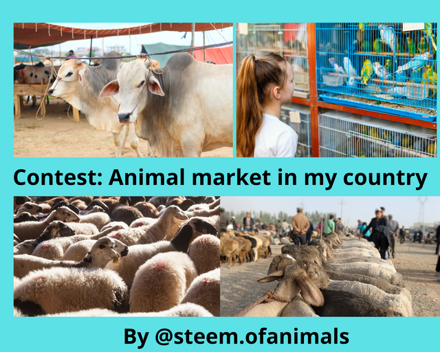 Add titleAdd title Contest Animal market in my country (2).png