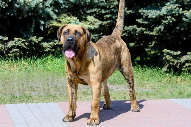 Presa Canario.jpg