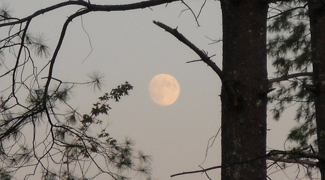 Almost full moon through the pines 2.jpg