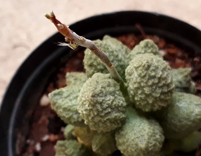 adromischus.jpg