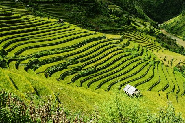 rice-terraces-276017__480.jpg