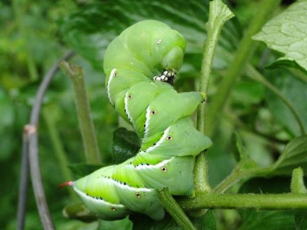 tomato-worms-hornworms_full_width.jpg