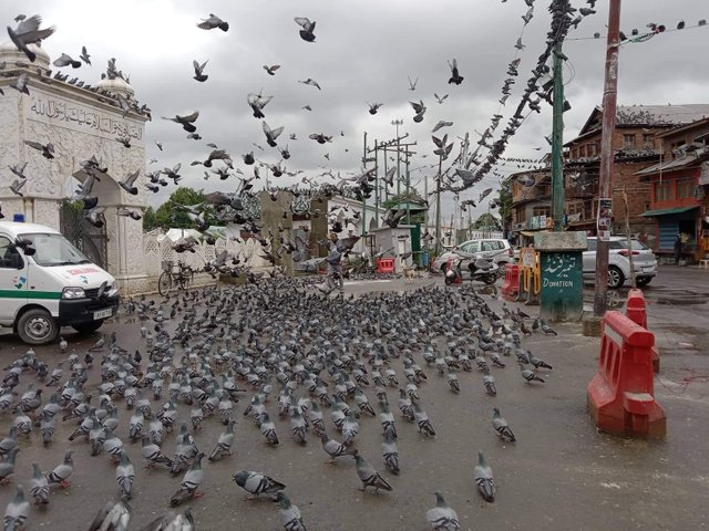 Entrance to Hazrat Baal Mosque..jpg