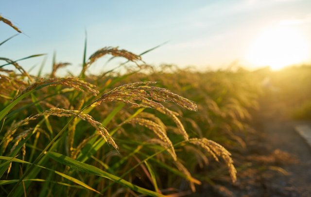 large-green-rice-field-with-green-rice-plants-rows_181624-28862.jpg