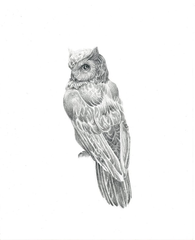 OWL DRAWING hyper quality.jpg