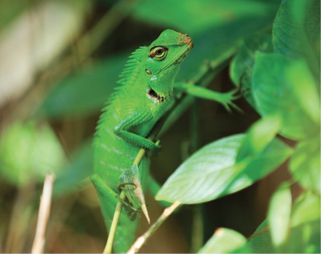 A tropical chameleon.jpg