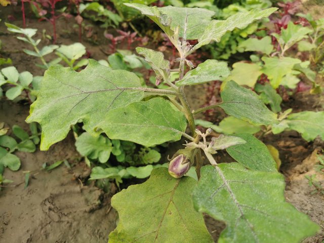 IMG_20231124_083528.jpg