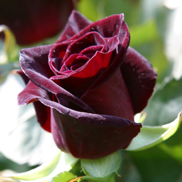 Rose_Black_Baccara_0004492__08232.1722241986.jpg