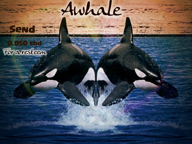 Awhale.jpg
