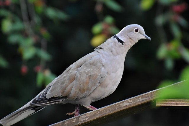 turkey-pigeon-6609459_1280.jpg