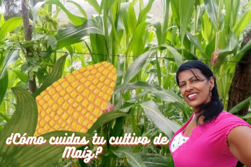 ¿Cómo cuidas tu cultivo de Maíz_ __20240730_112925_0000.png