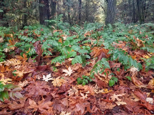 natural-fall-leaves-mulch.jpg