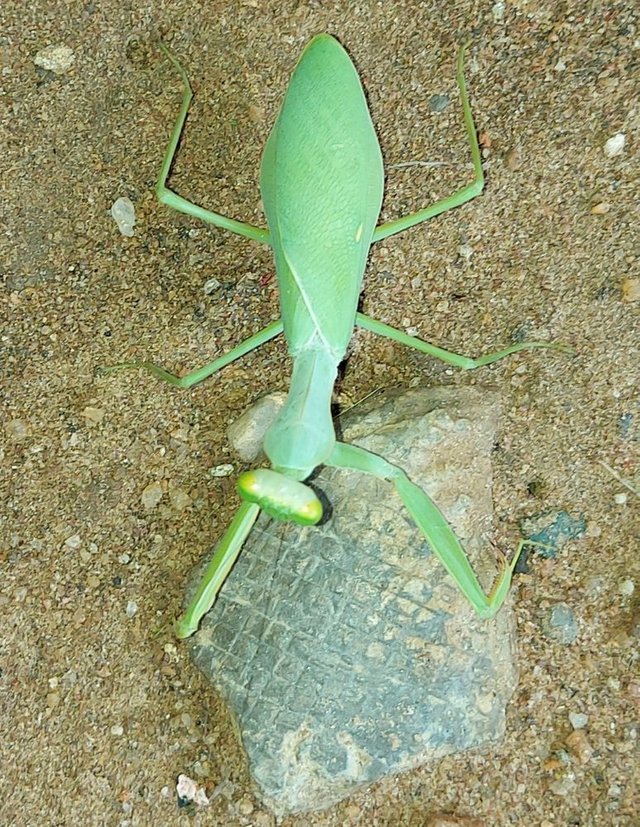 Praying Mantis.jpg