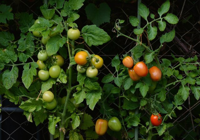 tomatoes-1583145_1920.jpg