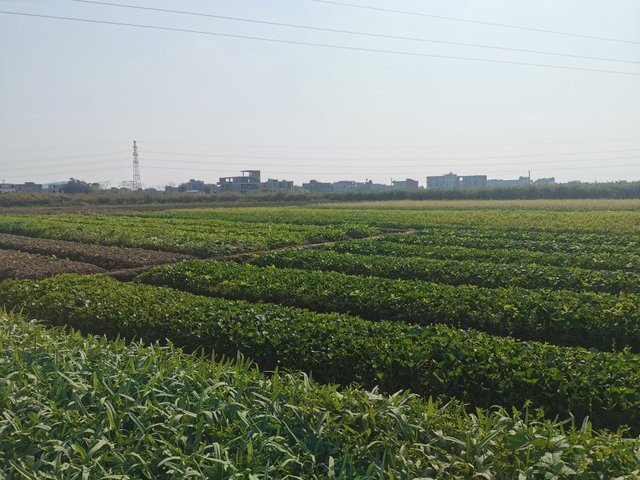 IMG_20210213_151815.jpg