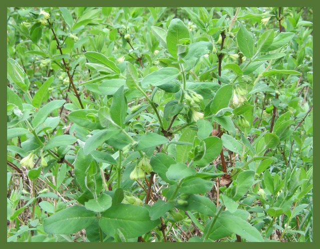 hascaps in bloom closeup.JPG