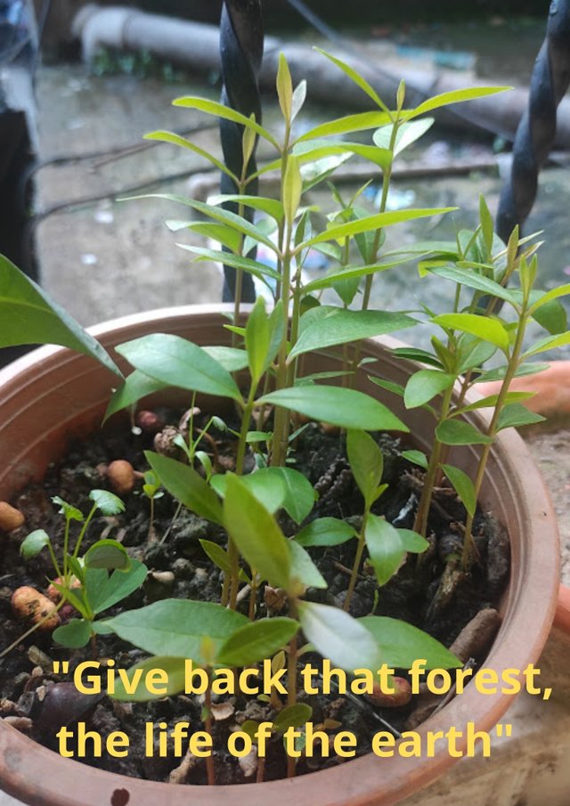 Give back that forest, the life of the earth.jpg