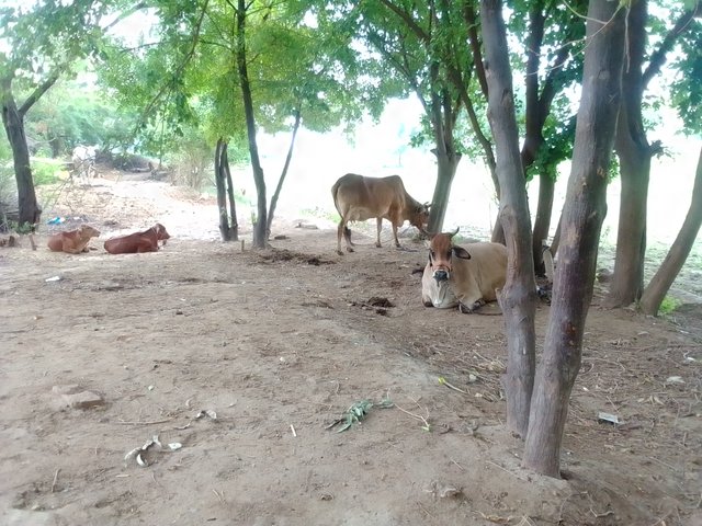 IMG_20240712_090736.jpg