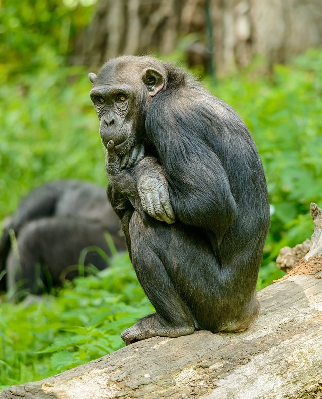 chimp-5083246_1280.jpg