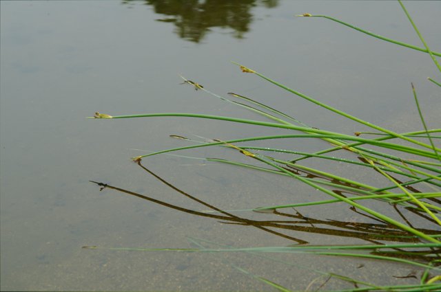lake_reeds.jpg