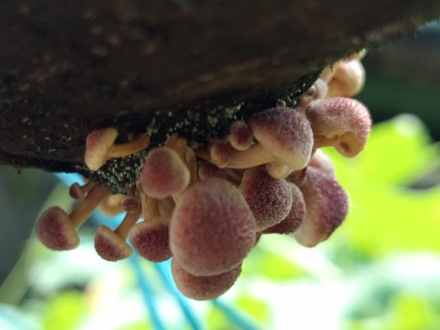 mashroom (2).jpg