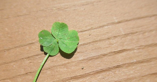 5-leaf clover.JPG