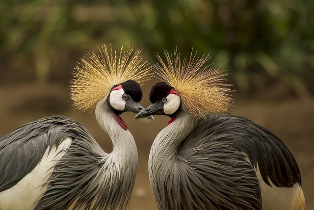 grey-crowned-crane-bird-crane-animal-45853.jpeg