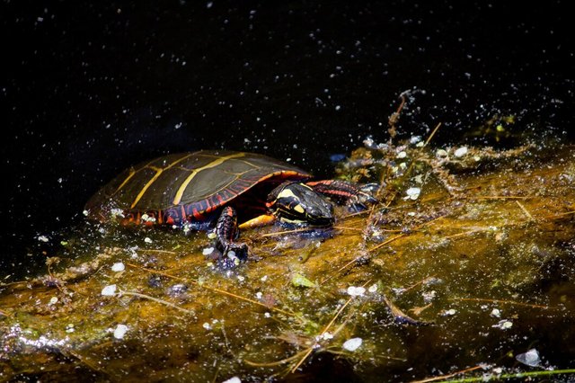 closeup-painted-turtle-hanging-branch-water_181624-4066.jpg