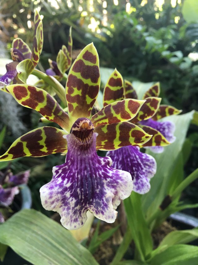 Zygopetalum orchid.jpeg