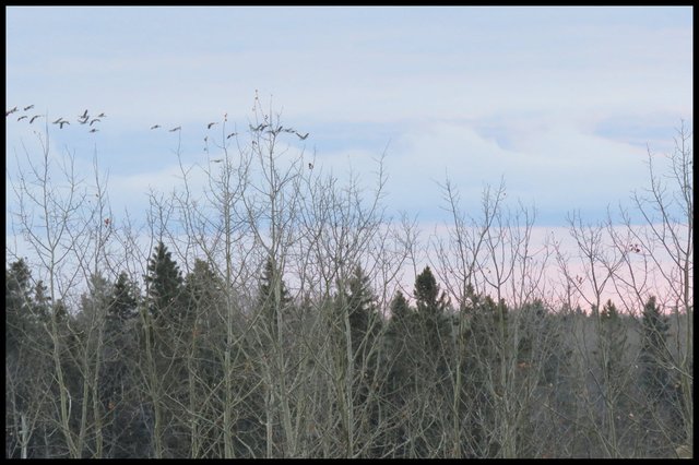 flock of geese flying into the sunset above tree tops.JPG