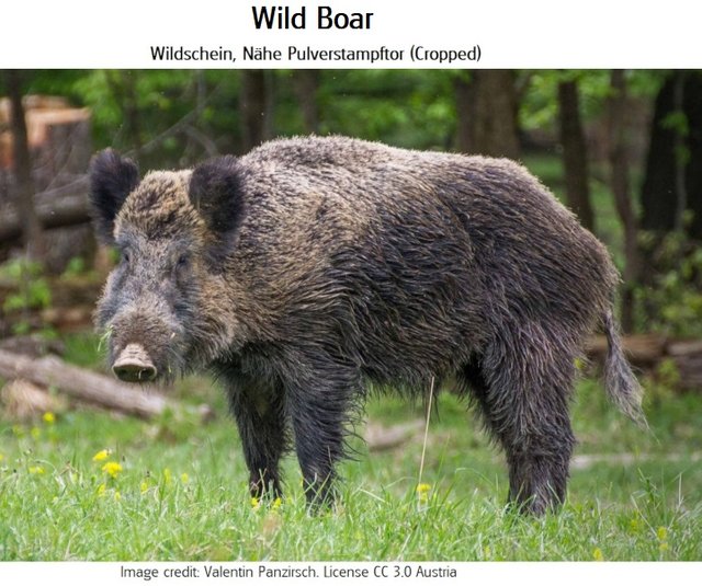 wild boar4 Wildschein,_Nähe_Pulverstampftor Valentin Panzirsch cc3.0 austria.jpg