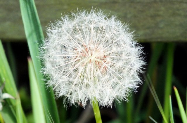 0998-Dandelion.jpg