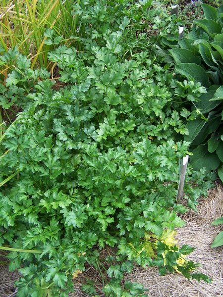 New Herb - Row 3, parsley crop September 2019.jpg