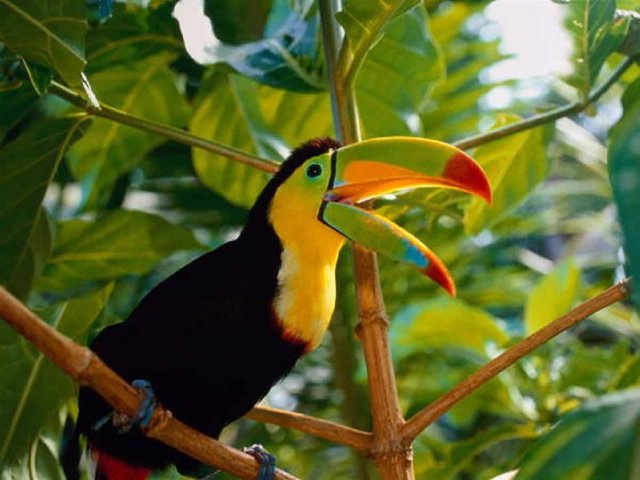 tucan4.jpg