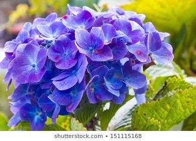 indigo-flower-green-garden-260nw-151115168.jpg