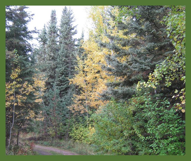 fall colors in trees and spruce trees by the lane.JPG