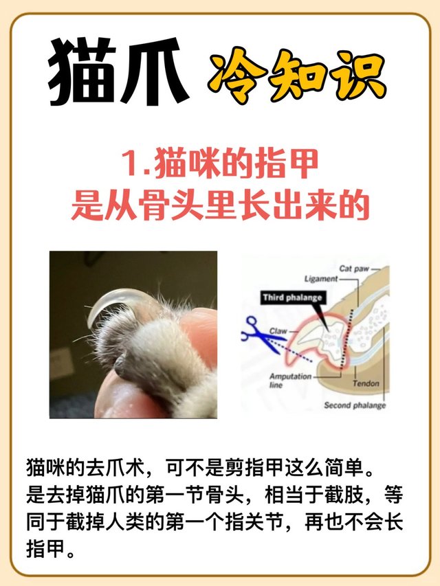 猫爪的秘密：你不知道的冷知识‼_2.jpg