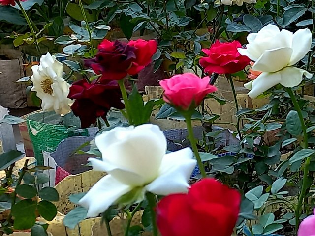 20250627_091310.jpg