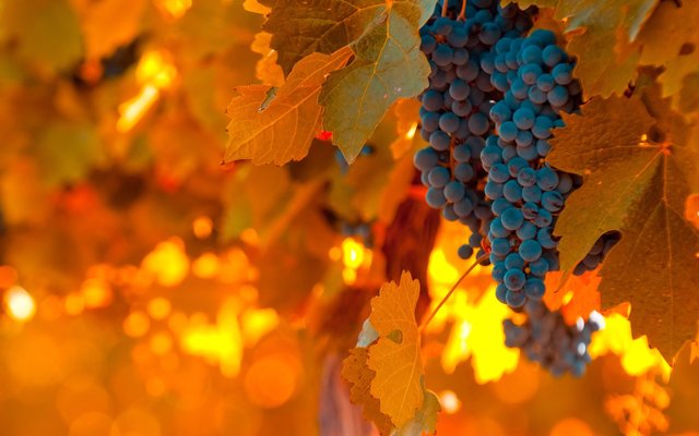 autumn-vineyard.jpg