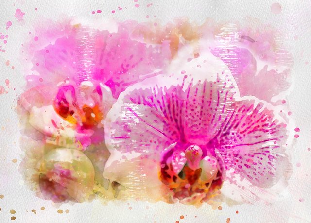 orchid_bloom.jpg